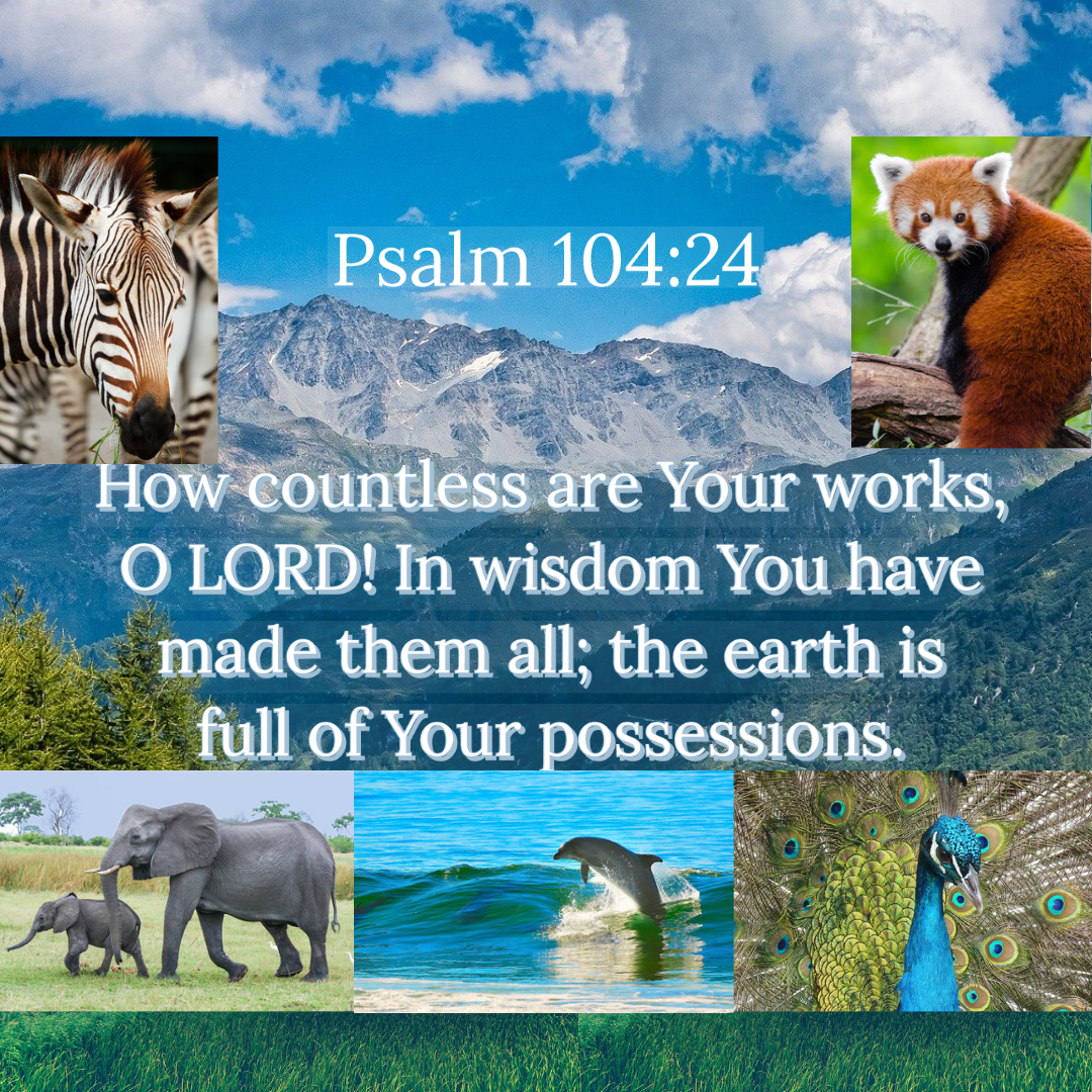 Psalm 104 – Creation Psalm | Study the Bible with me!